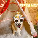 양산 대관가능 애견카페 치치댕프탑 대관후기