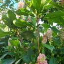 오리나무 이미지