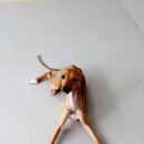 마이펫플레이텔 이미지