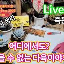 다육이 모든것~ 무엇이든 물어보세요😆그건 거짓말?건조한데 어떻게 깍지가 생겨요~ 이미지