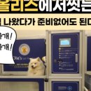 올리스24셀프목욕 이미지