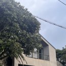 위미그라스 이미지