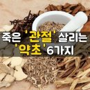 ♧관절에 좋은 약초 6가지 이미지