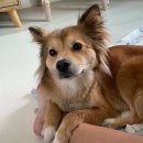 더펫샵 | 발산 무인 애견 펫샵 반려동물용품 견생냥품 후기