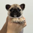 넥서스켄넬 이미지