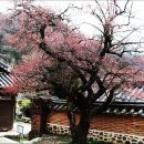 백양사(순천) 이미지