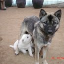 진도개사랑 이미지