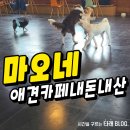 마오네애견카페 | 포항 애견카페 마오네 아이들과 가기 좋은 곳 재방문 후기