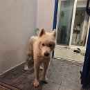 아랑디 애월 | 아랑디 애월 9개월 아기랑 내돈내산 4박 후기