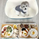 요호르기스테이 | [공지] [제주 애견동반숙소 추천] 애월 요호르기스테이| 애월 멍멍플레이스| 성산 귤밭스테이 호나...
