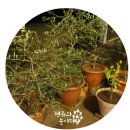 올리브낭 이미지