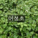 백토농원 이미지