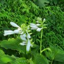 은파호수공원 9-8 이미지