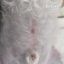 주식회사 국개대표 | 멍샷 3주 급여 후기 | 국개대표 | 강아지 올인원 영양제