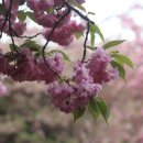 전주 완산공원 &#34;꽃동산&#34;~ 꽃대궐천지 이미지