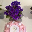 도도버드 이미지