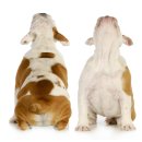 개님살롱레이크사이드 이미지