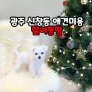 털이몽땅 네이버블로그