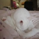 삐삐그루밍 이미지