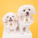 펫코디 | 🐶 달콩이와 대전 [모코모코 스튜디오] 촬영하고 왔어요