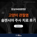윌 동물외상센터 | 송파구동물병원 고양이 솔렌시아 주사 방법, 관절염 통증 치료 후기
