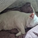 진해동물의료센터 이미지