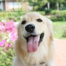 운정호수동물메디컬센터 이미지