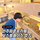 원주 파충류카페) 아이랑가볼만한곳 보스플레이스
