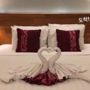 백조카써비스 이미지