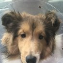 Dr.DOG 동물의료센터 이미지