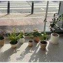 수지플라워 이미지