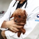 국립축산과학원 동물병원 이미지