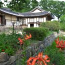 산지약용식물 | 〔논산시〕 참나리 - 명재 고택(明齋 古宅)