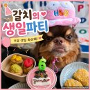 HoEat(호잇) | [내돈내산] 댕댕이 심쿵 주의! 아이디어스 강아지 수제케이크로 보낸 갈치의 6번째 생일 파티 후기🎂🐶
