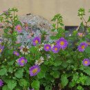 담양라라345 이미지