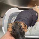 꽁꼼하개 이미지