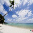 푸른바다, 산호초 코코넛 나무 풍광 태국 코사무이 업투어 팸투어 이미지
