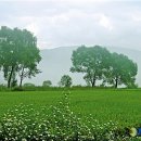 소나무풍경 이미지