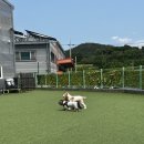 낙산로 | [경북 칠곡] 대구근교 컴페니언 애견카페 방문 후기