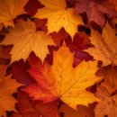 순천만힐링 이미지