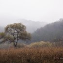 고목나무 이미지