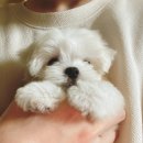 옆집강아지 이미지