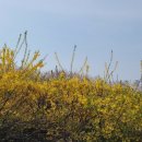 봉수대로 | [인천 벚꽃 명소] 1년에 딱 일주일SK인천석유화학 벚꽃 축제 후기 주차 대중교통