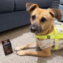 우리집 강아지 | 포펙트 오래곁애 첫 급여 후기! 우리 집 강아지 몽구 사료 루틴에 유연함 추가