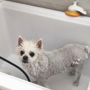 스킨앤이어동물병원 | 강아지 피부과 추천&amp;진료비/ 송파 스킨앤이어 동물병원/ 피부질환 회복기(오줌독, 진물, 딱지)