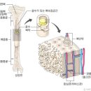 골막 이미지