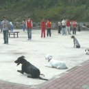 필애견훈련학교 이미지