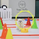 플러피독 이미지