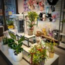 민플라워 | 광주수완지구꽃집 24시간픽업가능 민플라워 화분후기