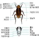 ▶ 토막상식-바퀴벌레,개미 확실히 퇴치하는 법 이미지